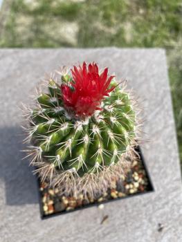 Parodia spec. dunkelrot
